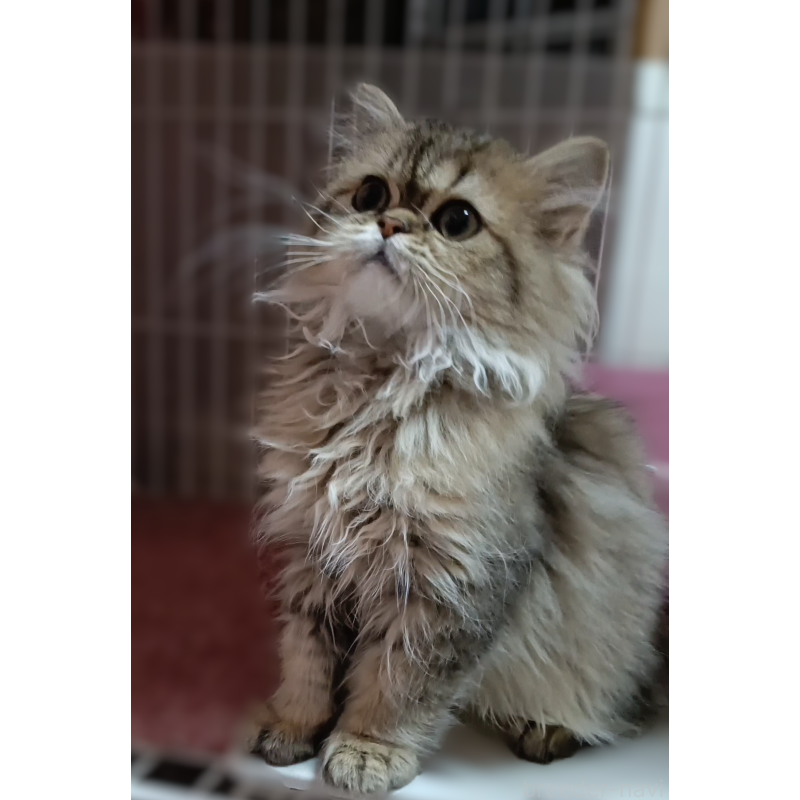 販売中の奈良県のペルシャ(チンチラ)-133428の7枚目