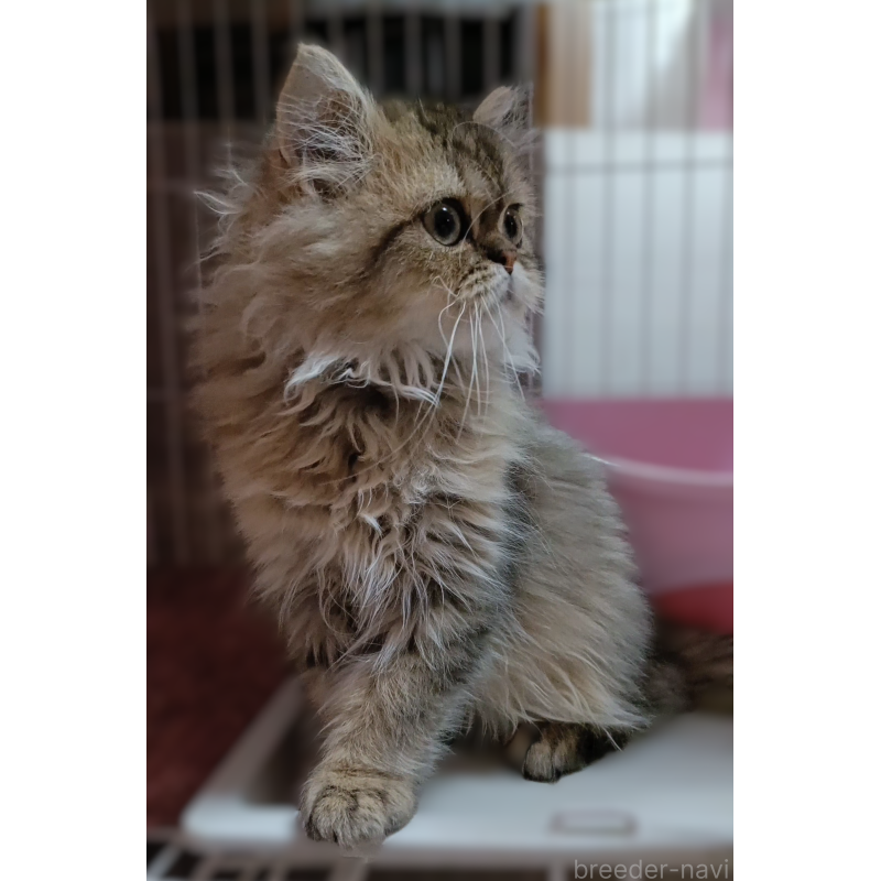 販売中の奈良県のペルシャ(チンチラ)-133428の6枚目