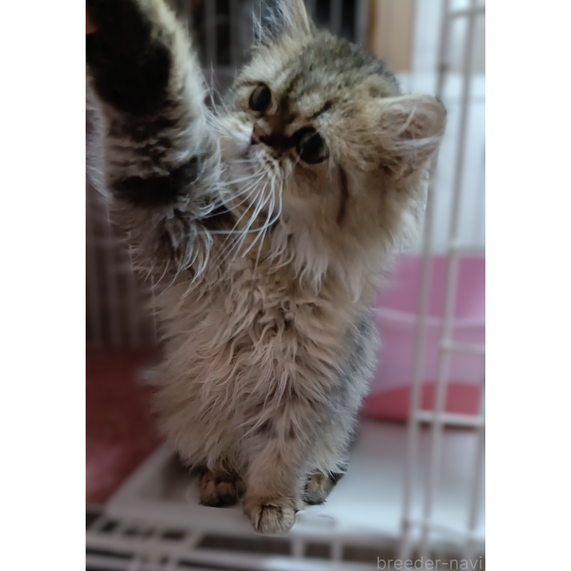販売中の奈良県のペルシャ(チンチラ)-133428の5枚目