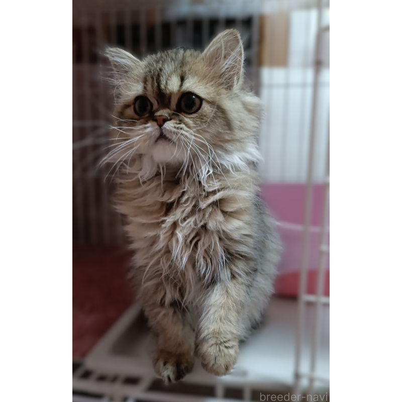 販売中の奈良県のペルシャ(チンチラ)-133428の4枚目