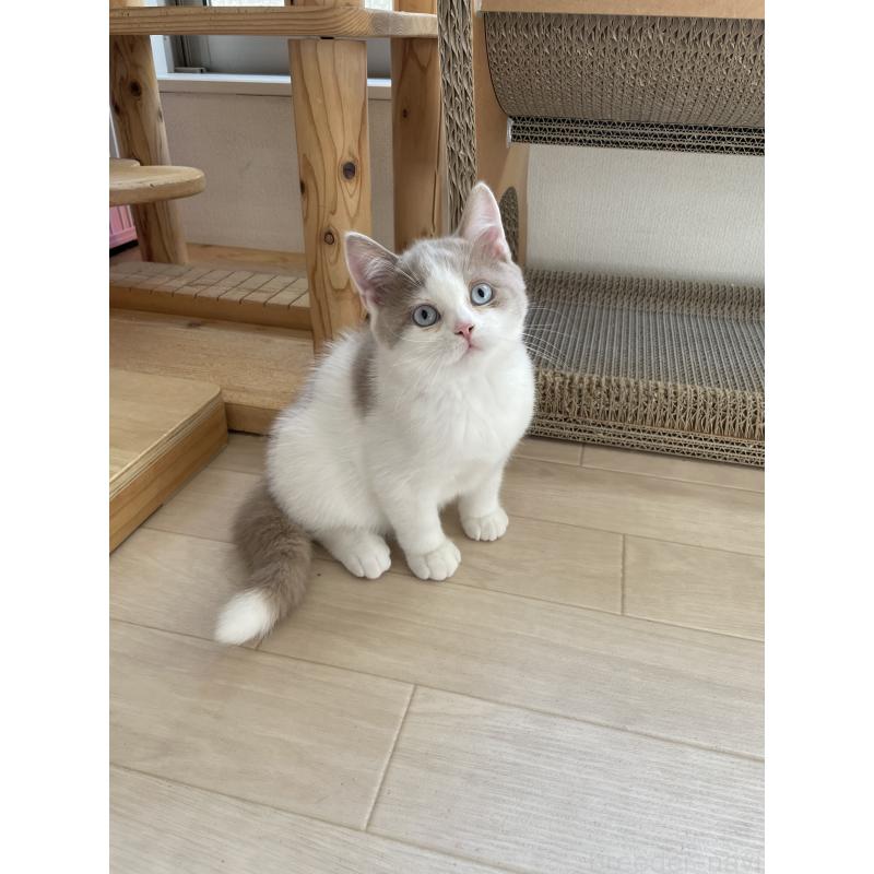 商談中の埼玉県のブリティッシュショートヘア-131838の4枚目