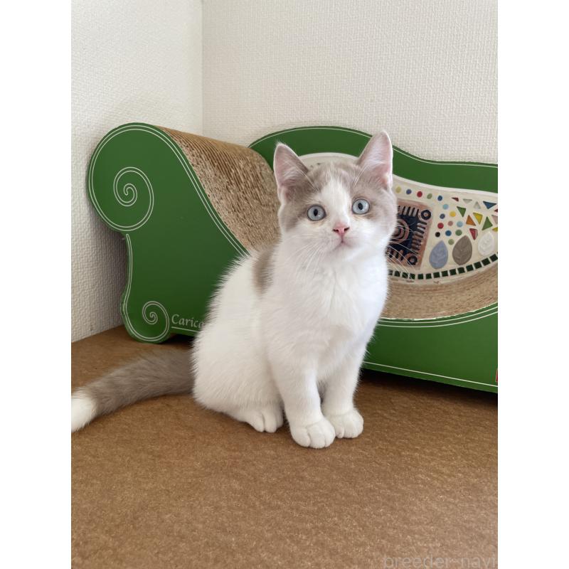 商談中の埼玉県のブリティッシュショートヘア-131838の3枚目