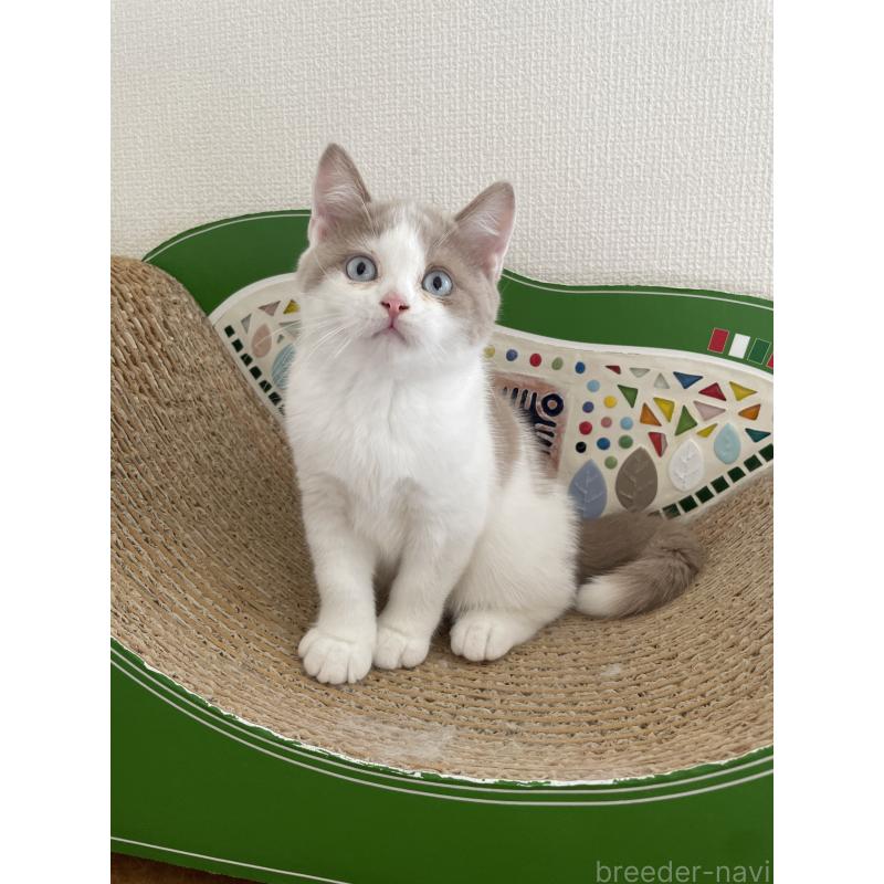 商談中の埼玉県のブリティッシュショートヘア-131838の2枚目