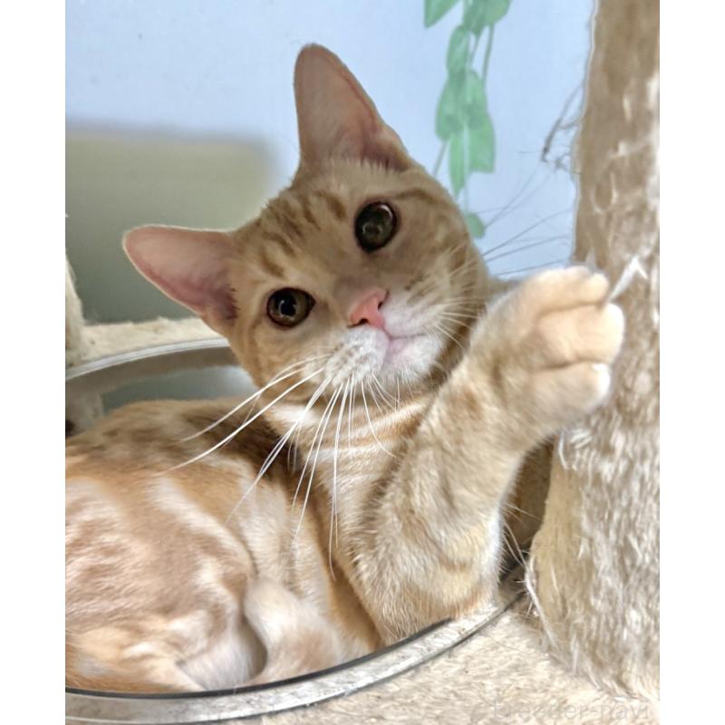 商談中の埼玉県のスコティッシュフォールド-132441の2枚目