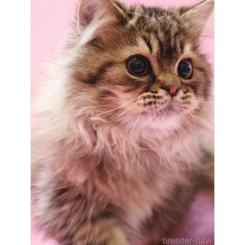 販売中の神奈川県のサイベリアン-128768の7枚目