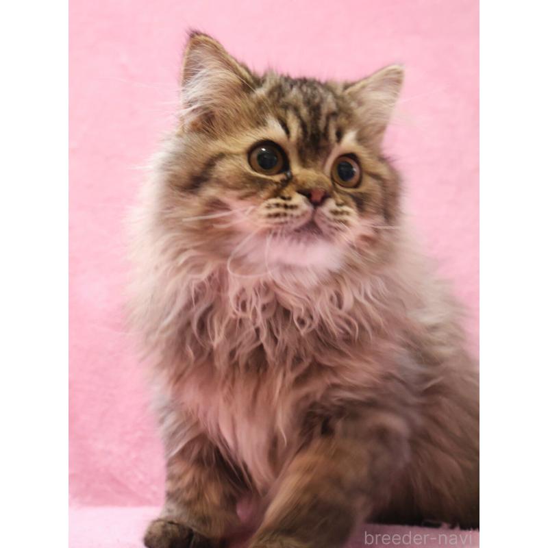 販売中の神奈川県のサイベリアン-128768の2枚目