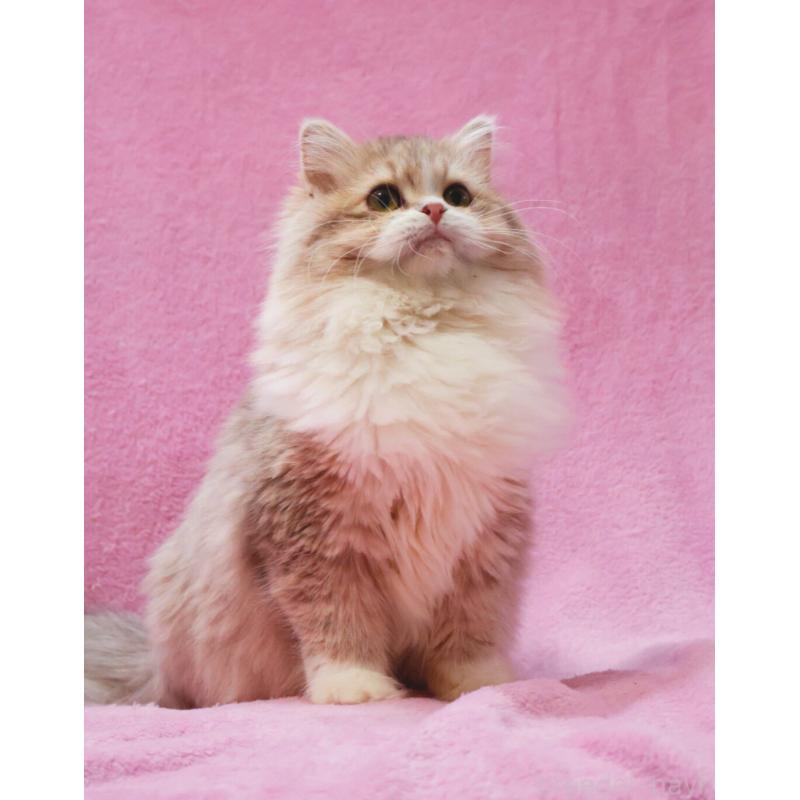 成約済の神奈川県のサイベリアン-126695の7枚目