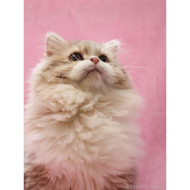 成約済の神奈川県のサイベリアン-126695の5枚目