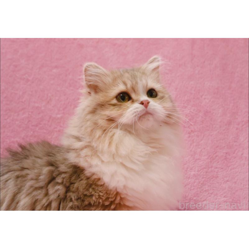 成約済の神奈川県のサイベリアン-126695の4枚目