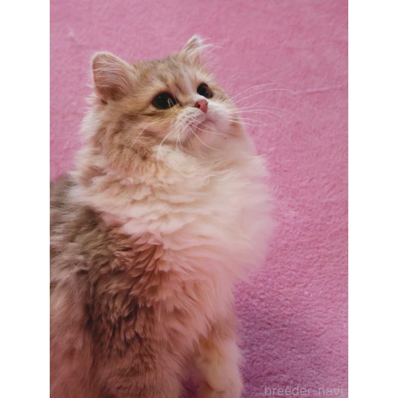 成約済の神奈川県のサイベリアン-126695の3枚目