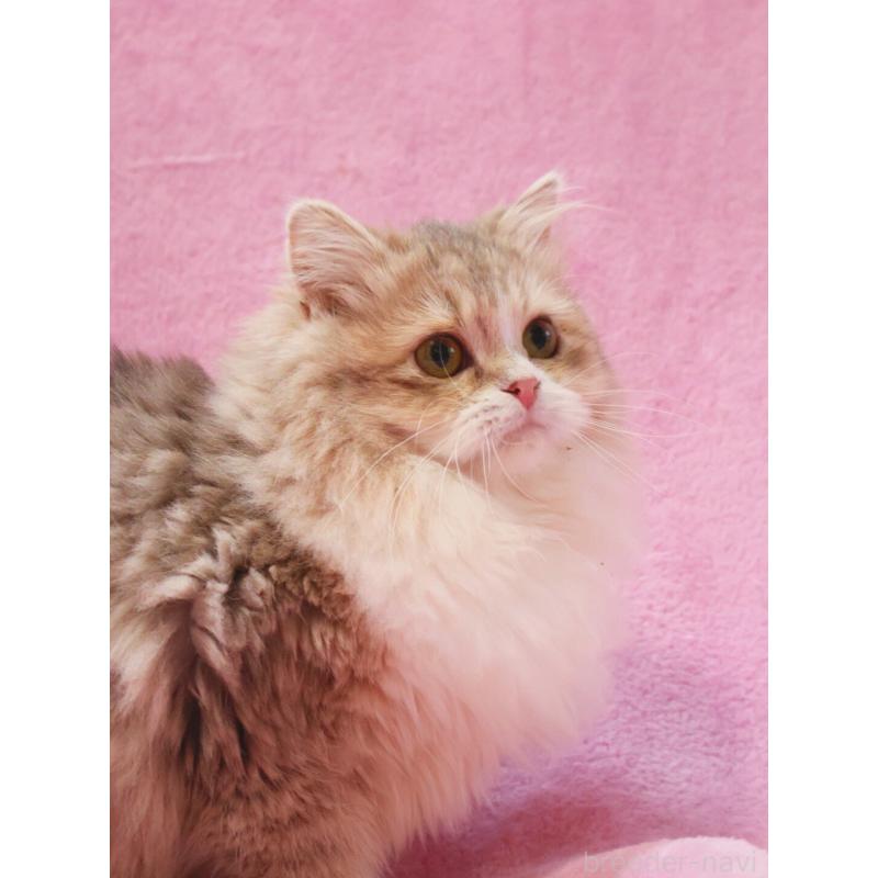 成約済の神奈川県のサイベリアン-126695の2枚目