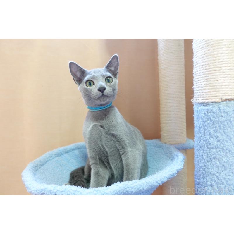 成約済の埼玉県のロシアンブルー-133430の3枚目