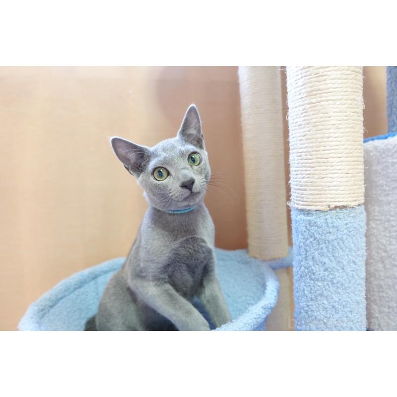 成約済の埼玉県のロシアンブルー-133430の1枚目