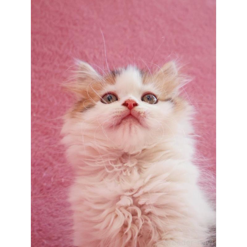 販売中の神奈川県のサイベリアン-133431の10枚目