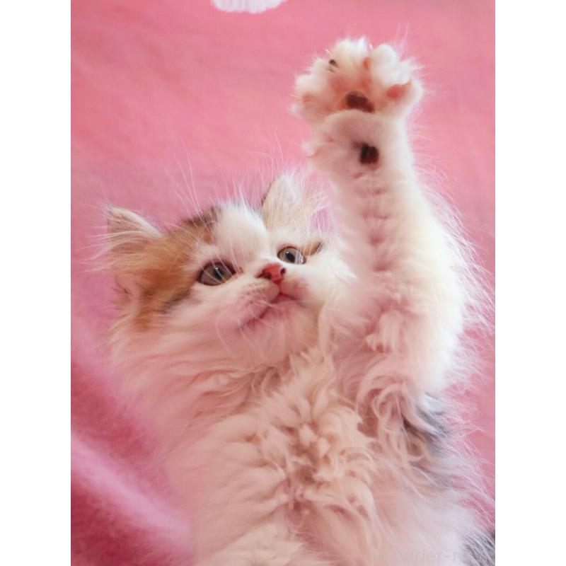 販売中の神奈川県のサイベリアン-133431の9枚目