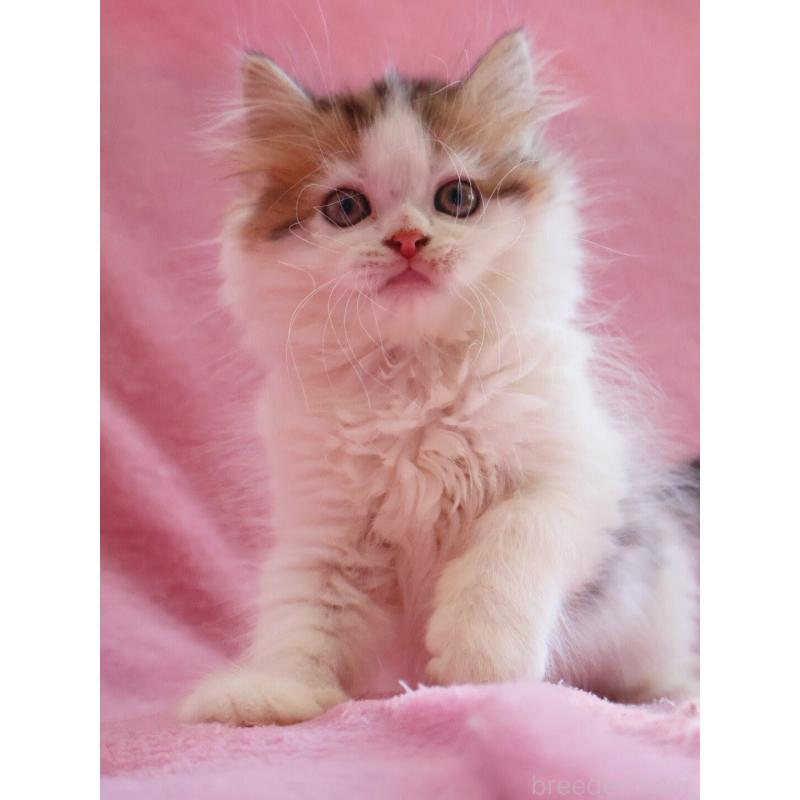 販売中の神奈川県のサイベリアン-133431の8枚目