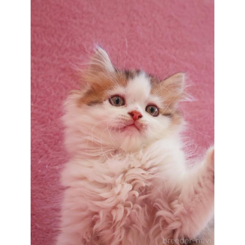 販売中の神奈川県のサイベリアン-133431の7枚目