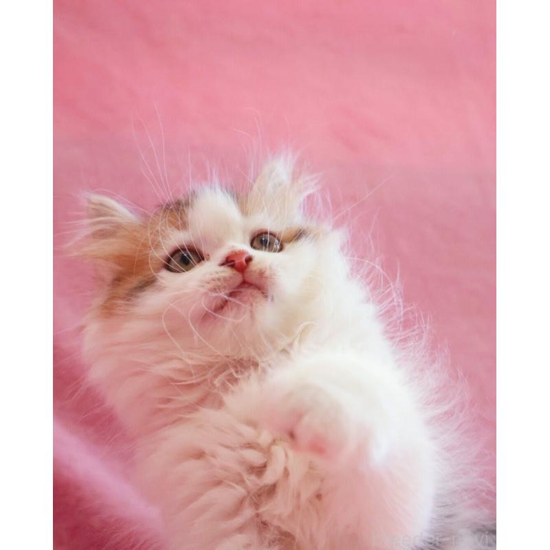 販売中の神奈川県のサイベリアン-133431の6枚目