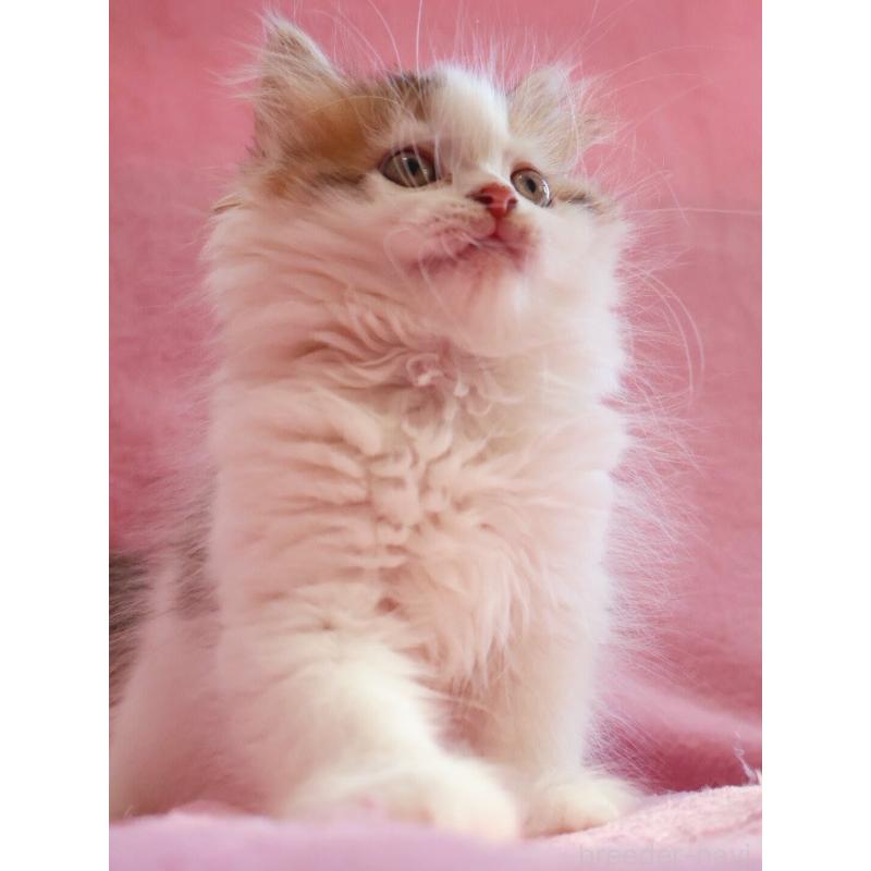 販売中の神奈川県のサイベリアン-133431の5枚目