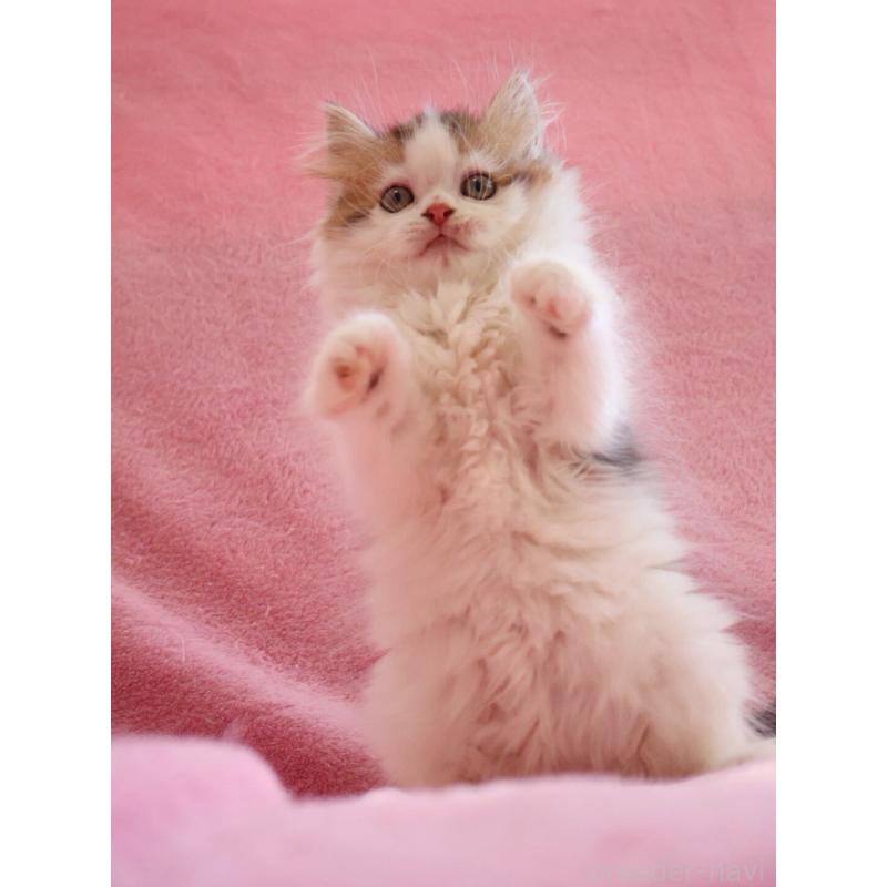 販売中の神奈川県のサイベリアン-133431の4枚目