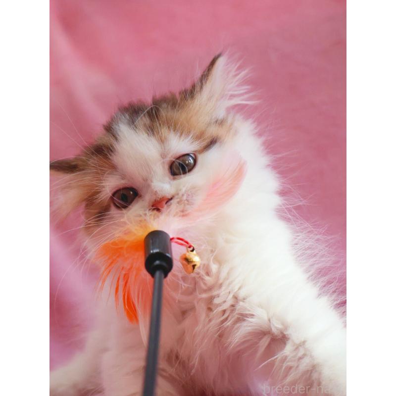 販売中の神奈川県のサイベリアン-133431の3枚目