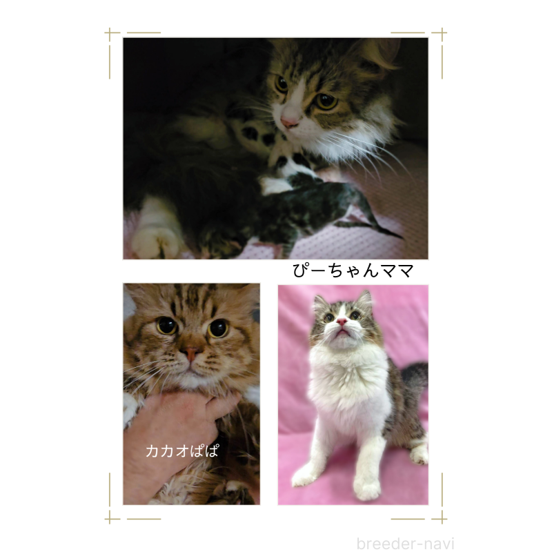 販売中の神奈川県のサイベリアン-133431の2枚目