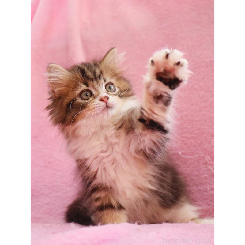 商談中の神奈川県のサイベリアン-133432の8枚目