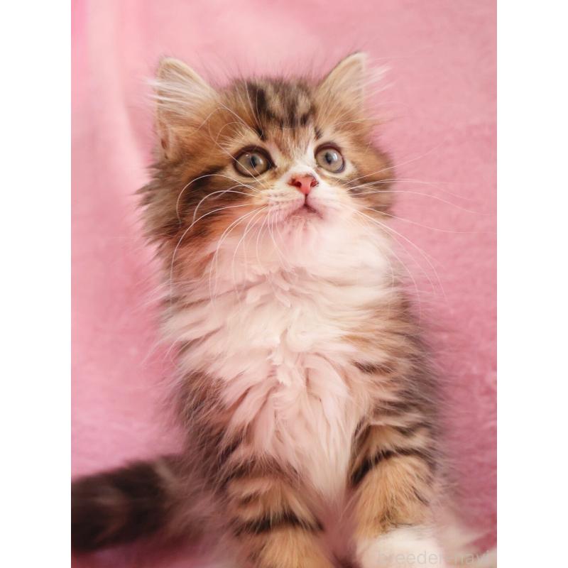 商談中の神奈川県のサイベリアン-133432の7枚目