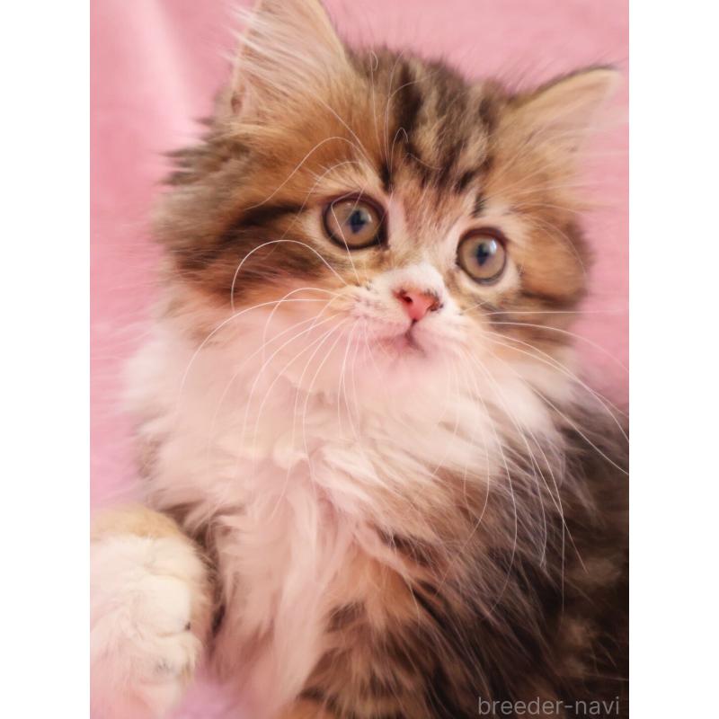 商談中の神奈川県のサイベリアン-133432の6枚目