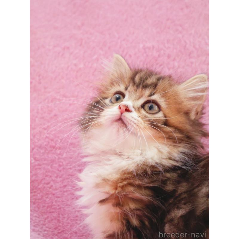 商談中の神奈川県のサイベリアン-133432の5枚目