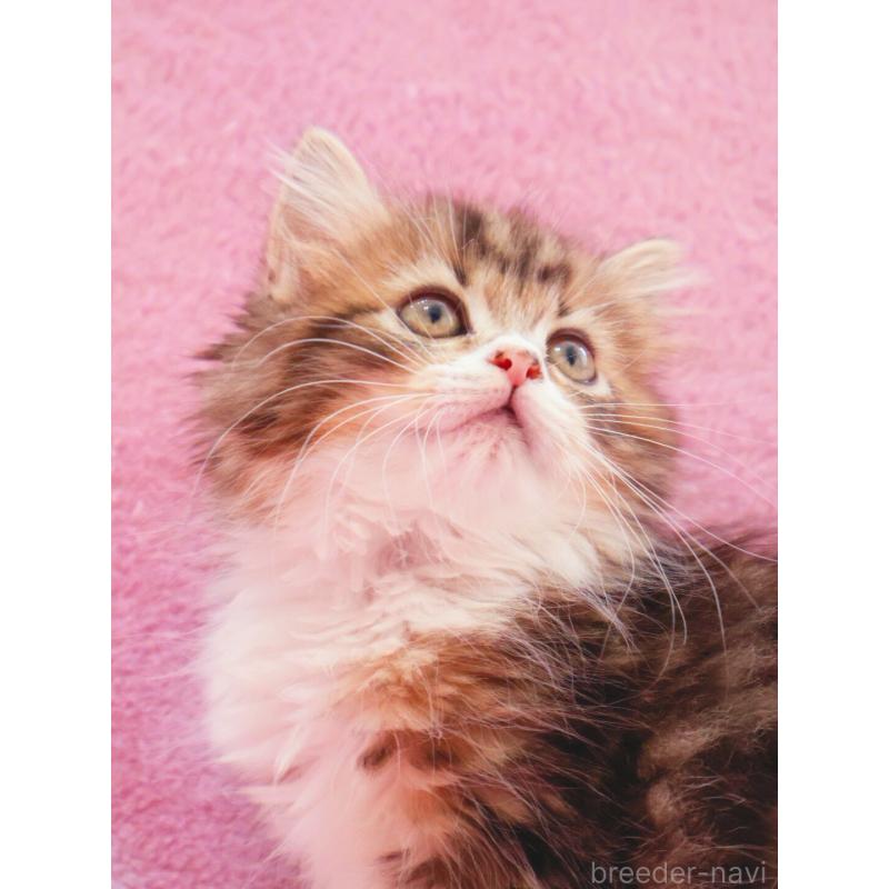 商談中の神奈川県のサイベリアン-133432の4枚目