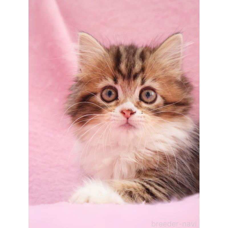 商談中の神奈川県のサイベリアン-133432の3枚目