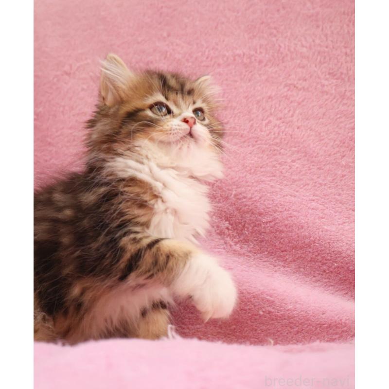 商談中の神奈川県のサイベリアン-133432の2枚目