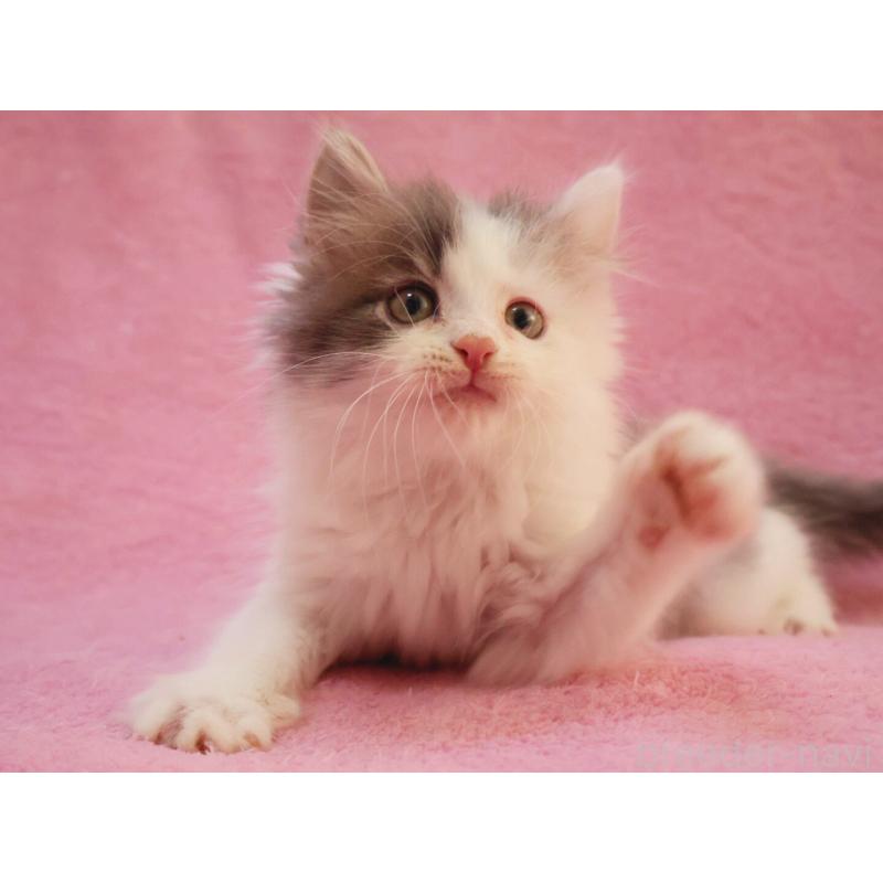 販売中の神奈川県のサイベリアン-133433の15枚目