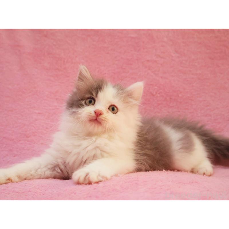 販売中の神奈川県のサイベリアン-133433の14枚目