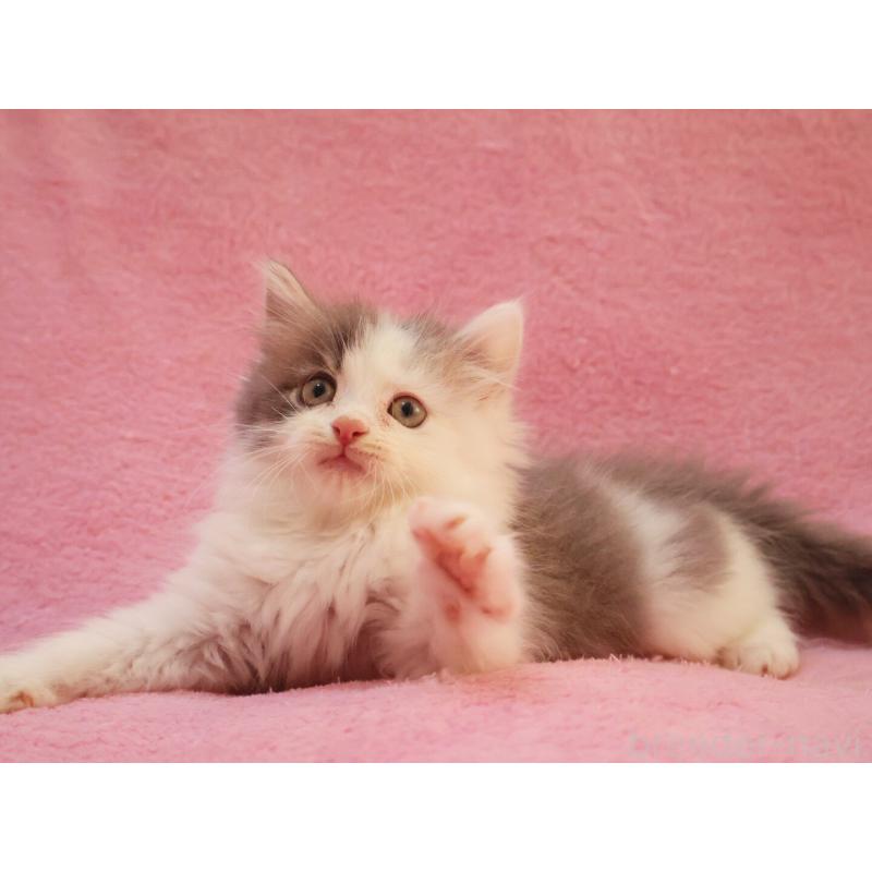 販売中の神奈川県のサイベリアン-133433の13枚目