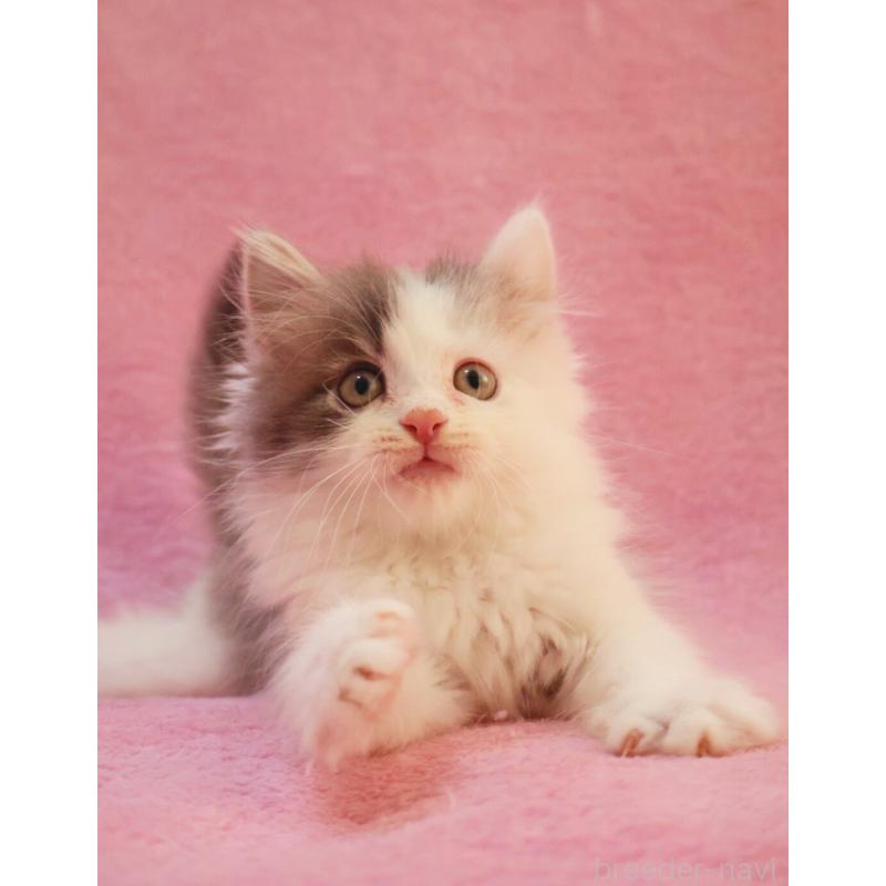 販売中の神奈川県のサイベリアン-133433の12枚目