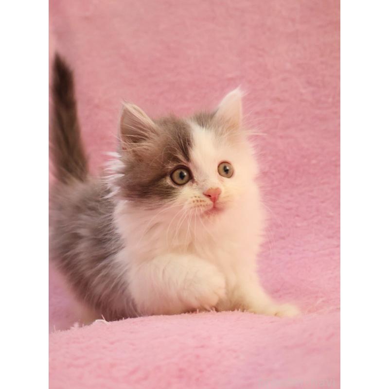 販売中の神奈川県のサイベリアン-133433の11枚目