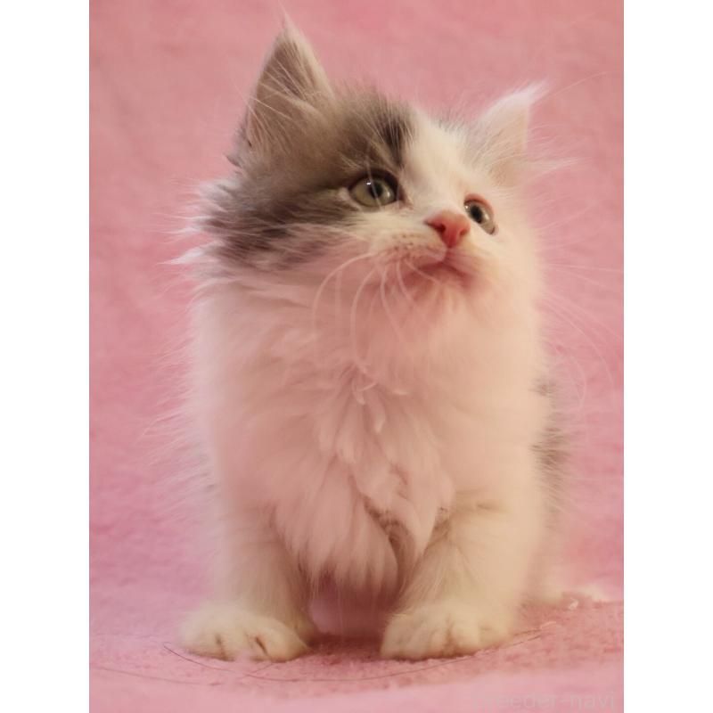 販売中の神奈川県のサイベリアン-133433の10枚目