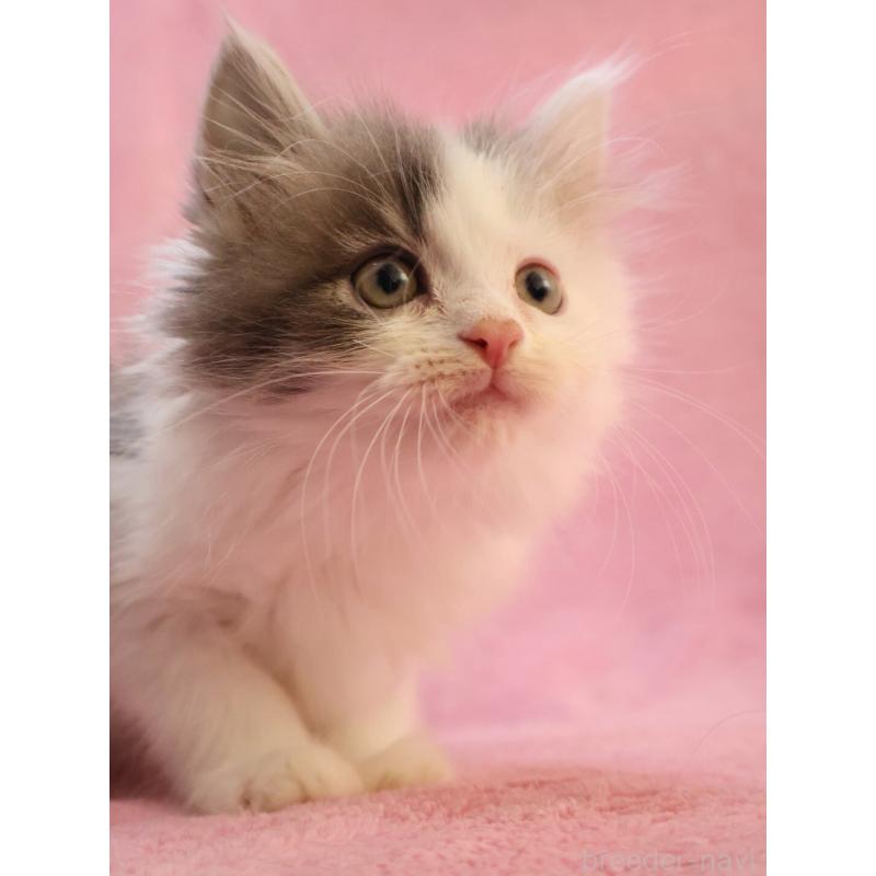 販売中の神奈川県のサイベリアン-133433の9枚目