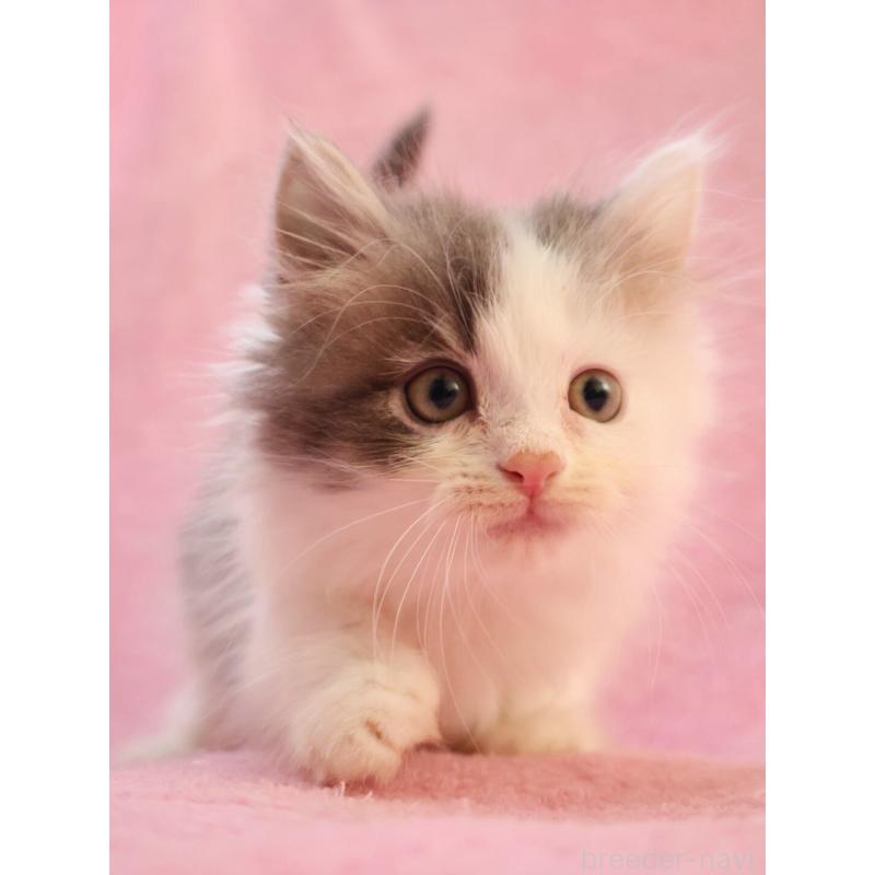 販売中の神奈川県のサイベリアン-133433の8枚目