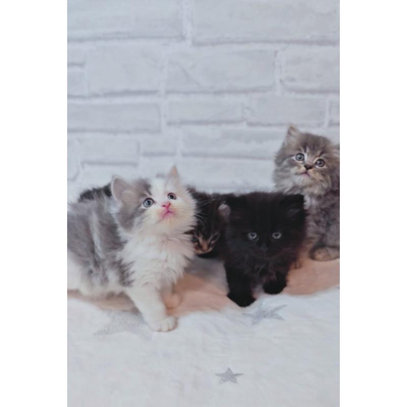 販売中の神奈川県のサイベリアン-133433の7枚目