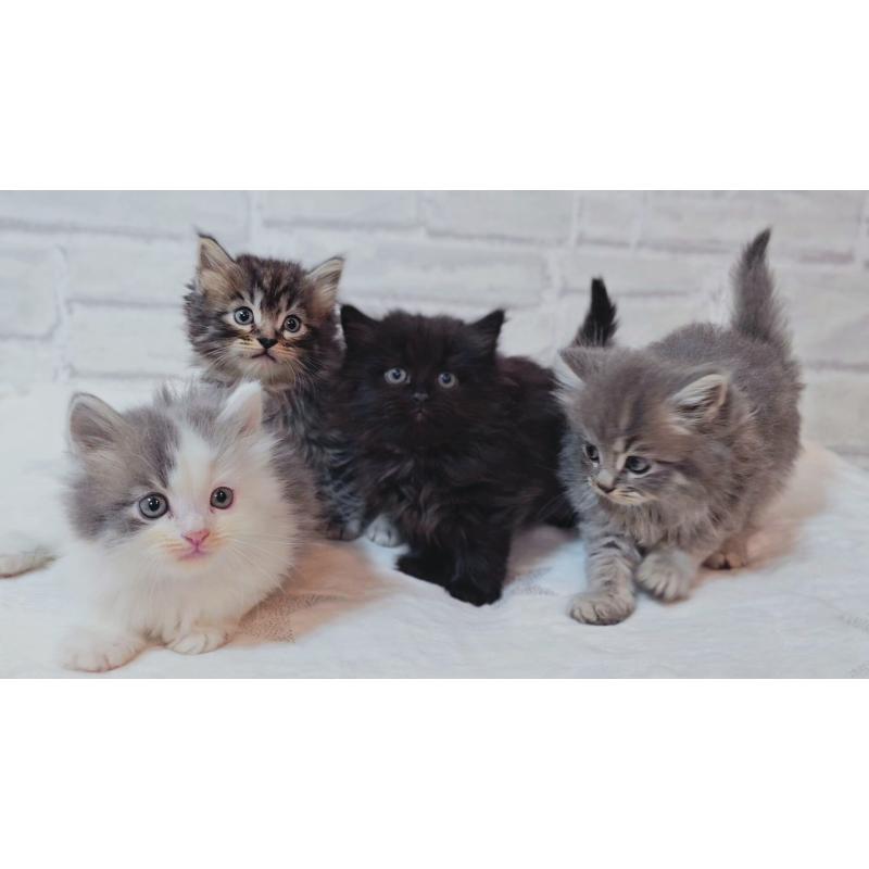 販売中の神奈川県のサイベリアン-133433の5枚目