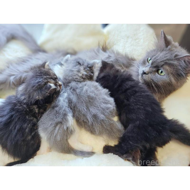 販売中の神奈川県のサイベリアン-133433の4枚目