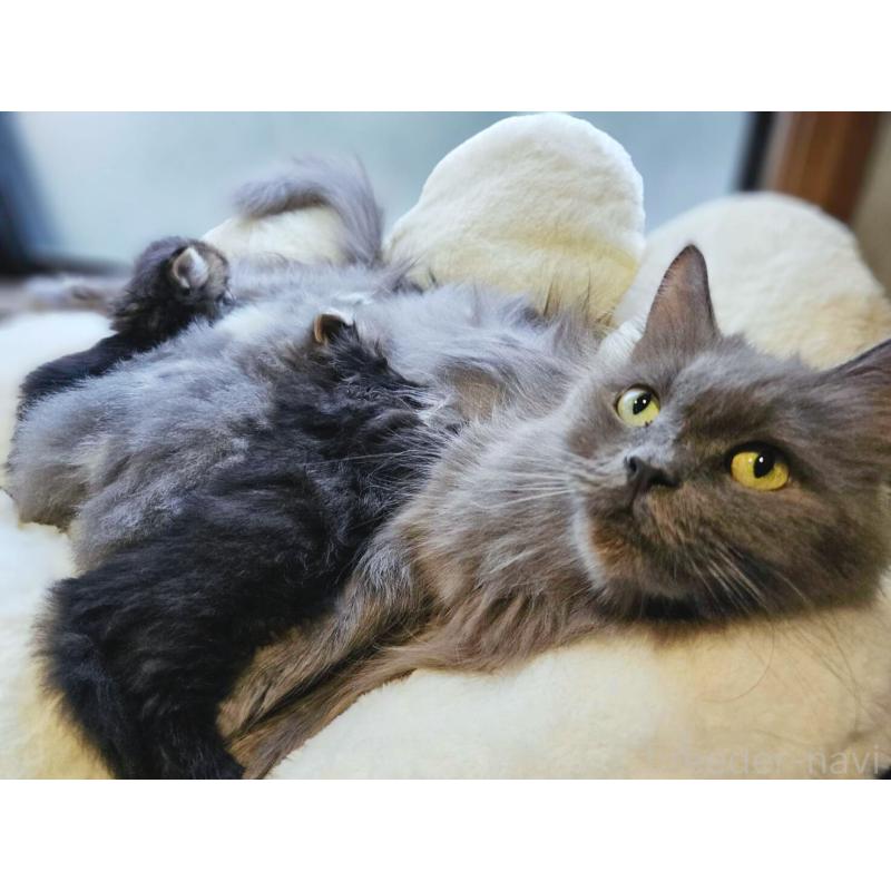 販売中の神奈川県のサイベリアン-133433の3枚目