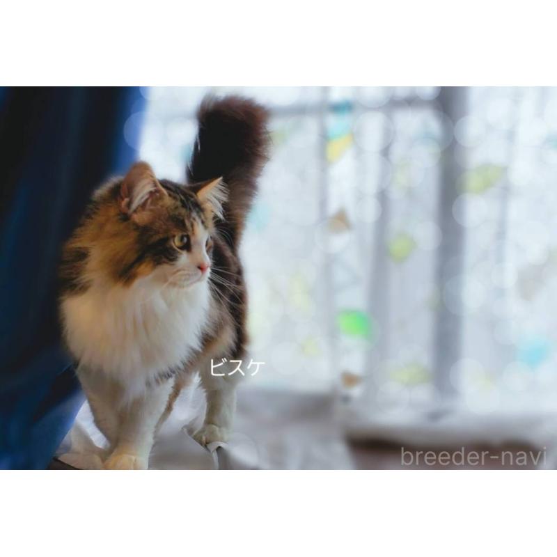 販売中の神奈川県のサイベリアン-133433の2枚目