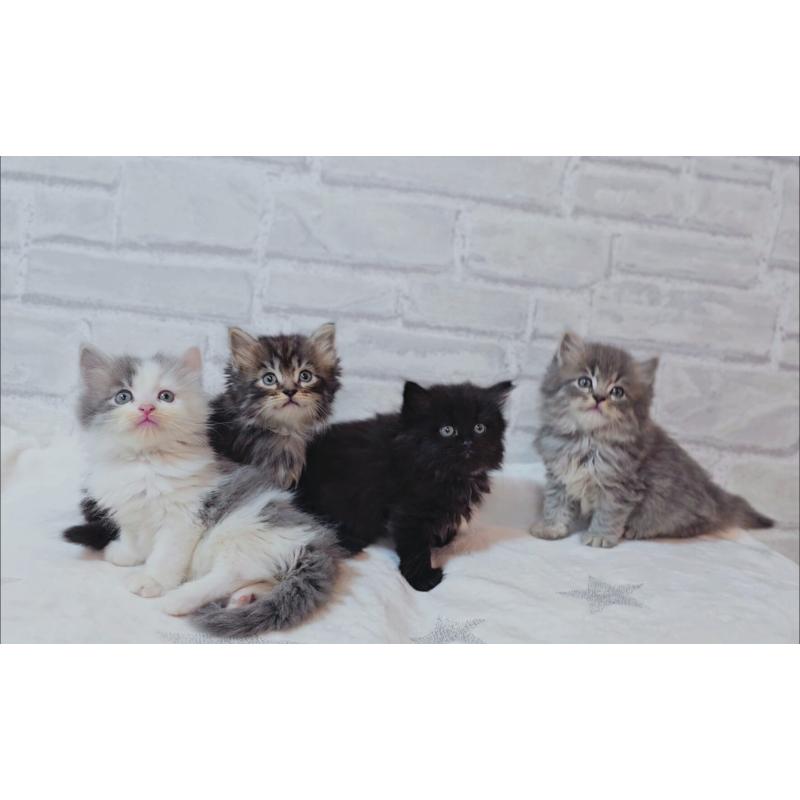 商談中の神奈川県のサイベリアン-133434の8枚目