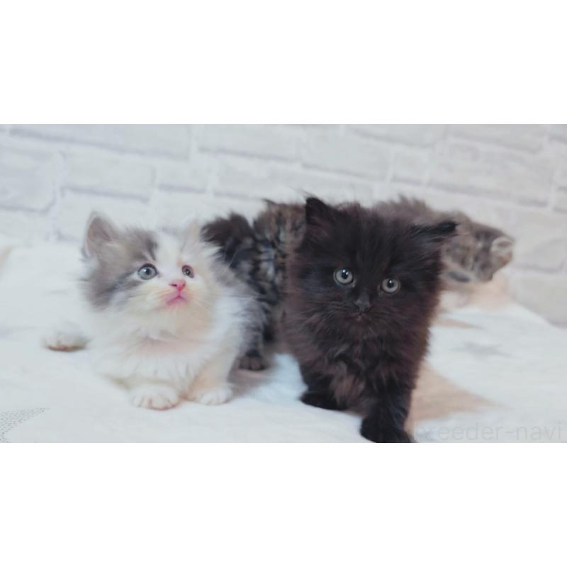 商談中の神奈川県のサイベリアン-133434の7枚目