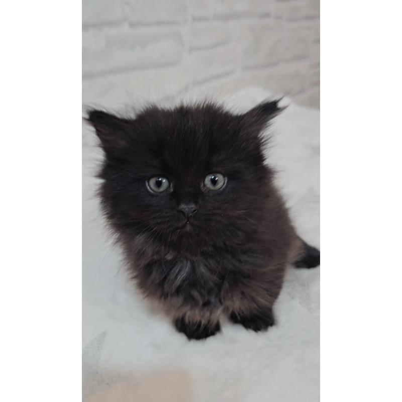 商談中の神奈川県のサイベリアン-133434の5枚目