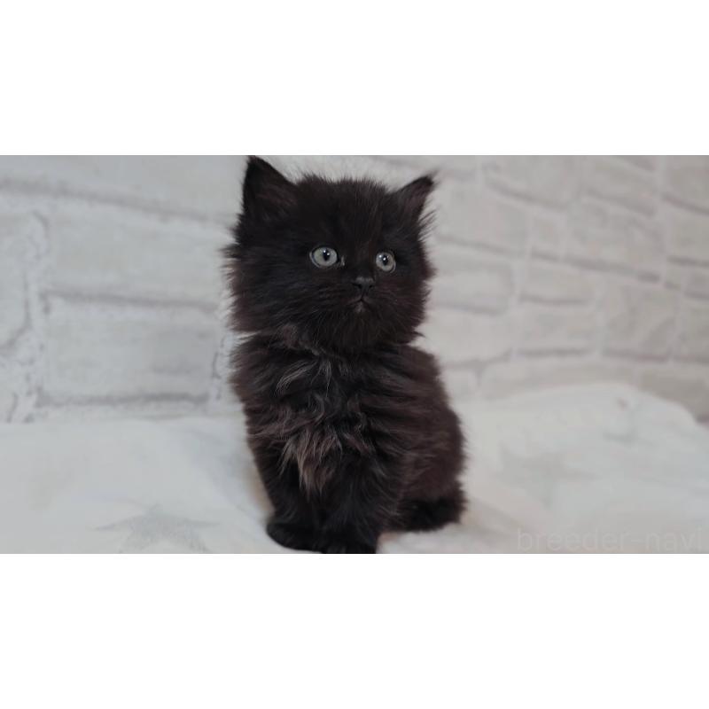 商談中の神奈川県のサイベリアン-133434の4枚目